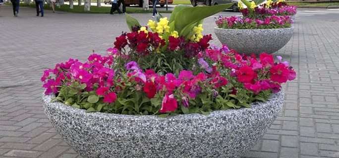 Уличные Цветы Купить Москва